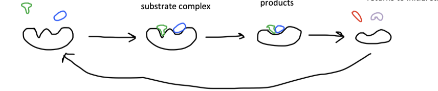 
1. the enzyme binds the substrates at binding sites within the active site
2. binding brings the substrates into close proximity with one another to form the enzyme substrate complex
3. bond rearrangement forms a transition-state complex
4. the transition-state complex decomposes, releasing final produces and the enzyme returns to initial state 