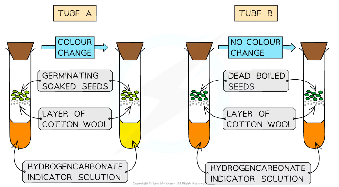 <p><strong><u>METHOD</u></strong></p><ul><li><p>measure out 10cm³ of <strong>hydrogencarbonate indicator </strong>into 3 boiling tubes</p></li><li><p>put in a layer of cotton wool</p></li><li><p>place 10 <strong>germinating seeds </strong>in <strong>tube A</strong></p></li><li><p>place 10 <strong>boiled/dead seeds </strong>in <strong>tube B</strong></p></li><li><p>place 10 <strong>glass beads </strong>in <strong>tube C</strong></p></li><li><p>seal each gube with a rubber bung</p></li><li><p>after <strong>3 hours</strong>, observe the <strong>colour </strong>of the indicator</p><p></p></li></ul><p><strong>HYDROGENCARBONATE INDICATOR</strong></p><ul><li><p><strong>red in atmospheric CO<sub>2</sub> levels</strong></p></li><li><p><strong>yellow in high CO<sub>2</sub> levels </strong>as it dissolves in water and forms carbonic acid</p></li><li><p><strong>purple in low CO<sub>2</sub> levels </strong>as the solution turns more alkaline</p></li></ul><p></p><p><strong><u>RESULTS</u></strong></p><ul><li><p><strong>Tube A </strong>should turn <strong>yellow </strong>as the seeds are <strong>respiring </strong>and producing <strong>CO<sub>2</sub></strong></p></li><li><p><strong>Tube B </strong>should remain <strong>red </strong>as the <strong>dead seeds </strong>produce <strong>no CO<sub>2</sub></strong></p></li><li><p><strong>Tube C </strong>should remain <strong>red </strong>as there is <strong>no living material </strong>in them</p></li></ul><p></p>