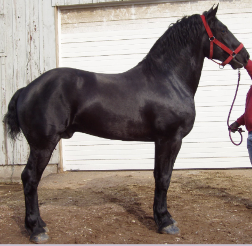 <p>What kind of heavy horse is this?</p>