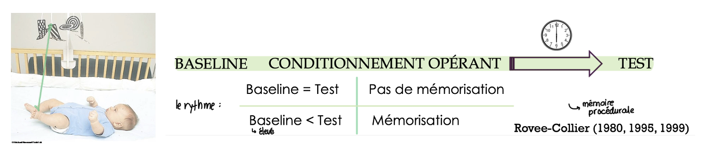 <p>→ technique du renforcement conjugué du mobile </p><ul><li><p>baseline</p><ul><li><p>mesure la cadence des mouvements des jambes alors que le mobile n’est pas relié au bébé  </p></li></ul></li><li><p>puis </p><ul><li><p>on relie le mobile aux jambes de l’enfant </p><p><span>⇒ conditionnement opérant </span></p><p>→ on ne parle pas de mémoire </p></li></ul></li><li><p>entre 2 et 6 mois → la durée de rétention s’accroit de 1 à 3 jours à 2 semaines </p></li><li><p>durée de rétention allongée si périodes de réactivation </p></li><li><p>lorsque Baseline = Test </p><p>→ réapprentissage plus rapide à 8 jours pour bébé de 2mois </p><ul><li><p>après conditionnement opérant <span>⇒ meilleur apprentissage </span></p><p>→ baseline = test ⇒il reste des traces </p></li></ul></li><li><p>trace mnémonique très spécifique </p><p>→ les conditions doivent être les mêmes</p><p>→ même si il n’y a plus de traces ⇒ réactivables </p></li><li><p>un élément du mobile modifié </p><p>baseline = test </p></li></ul><p></p>