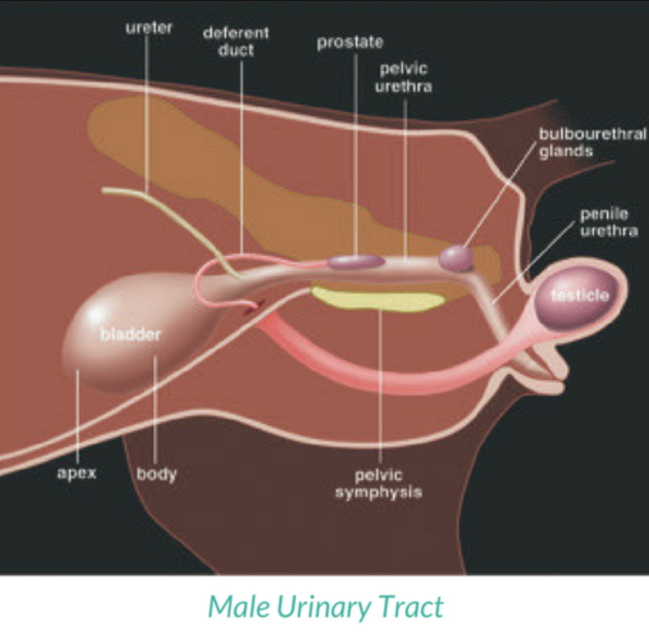 <p>More distinct preprostatic urethra</p>