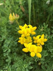 <p>short lived perennial; tolerant of drought and moderate soil acidity; non-bloating legume</p>