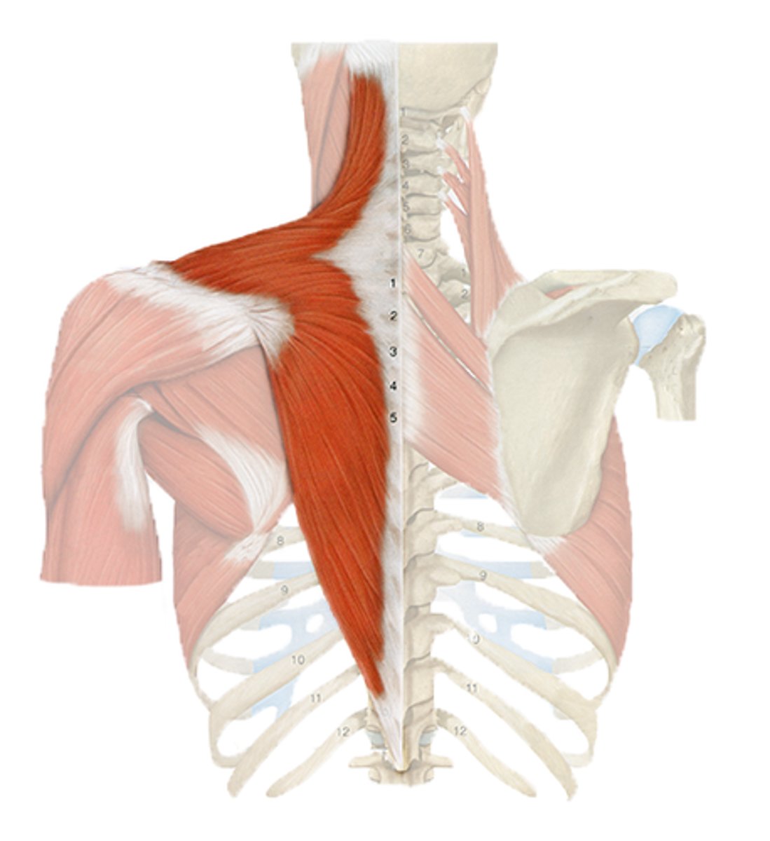 <p>-most superficial</p><p>-broad, triangular muscle</p><p>-upper, middle, and lower portions</p><p>-origin: external occipital protuberance, nuchal ligament, spinal processes of C7-C12</p><p>-insertion: acromion, spine of scapula, lateral 1/3 clavicle </p><p>-action: upper: elevate, middle: retraction: lower: depression. upward rotation</p><p>-innervation: CN 11 (accessory), C3-C4</p>