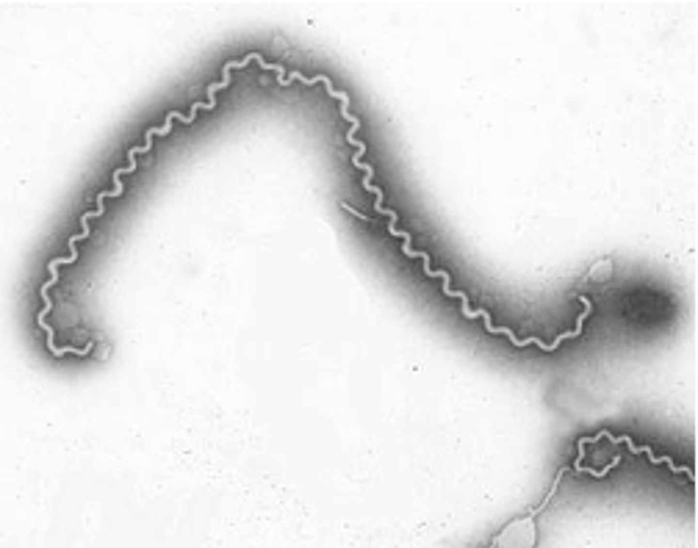 <p>this image indicates what species</p>