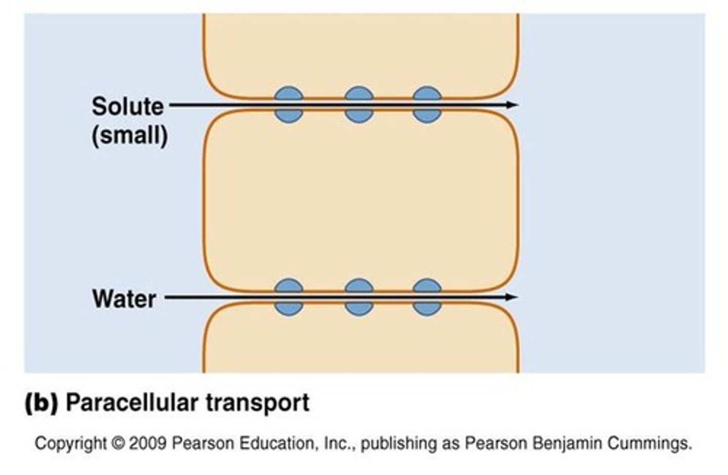 <p>movement takes place through the junctions between adjacent cells</p><p>not happening much in tight junctions</p>