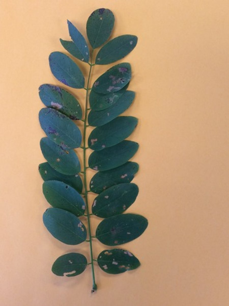 <p>Multiple leaves attached at a stem and then to the main stem</p>