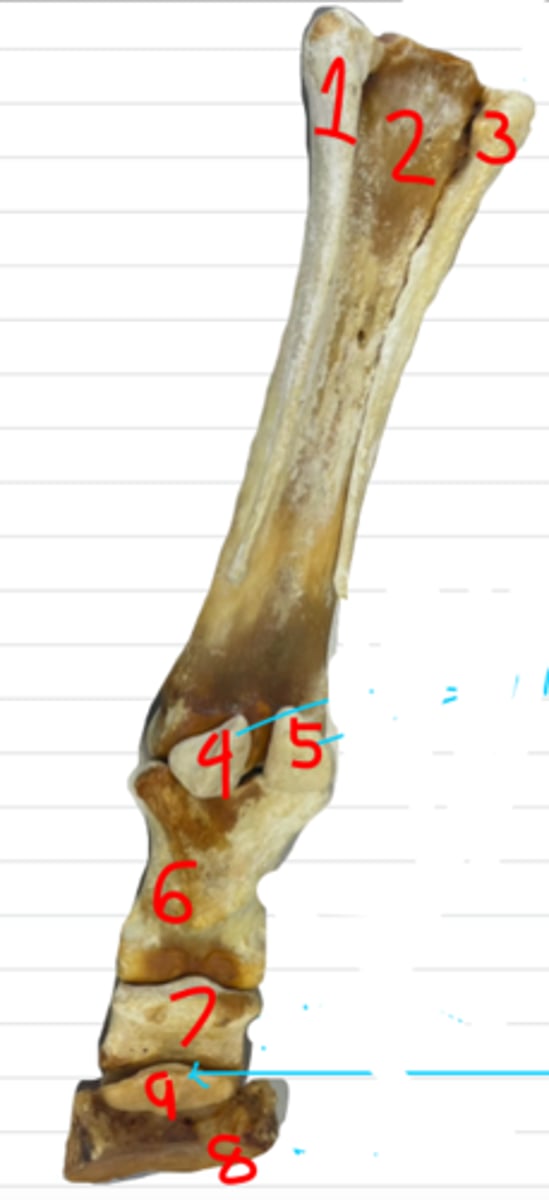 <p>what is number 1? the left side is medial</p>