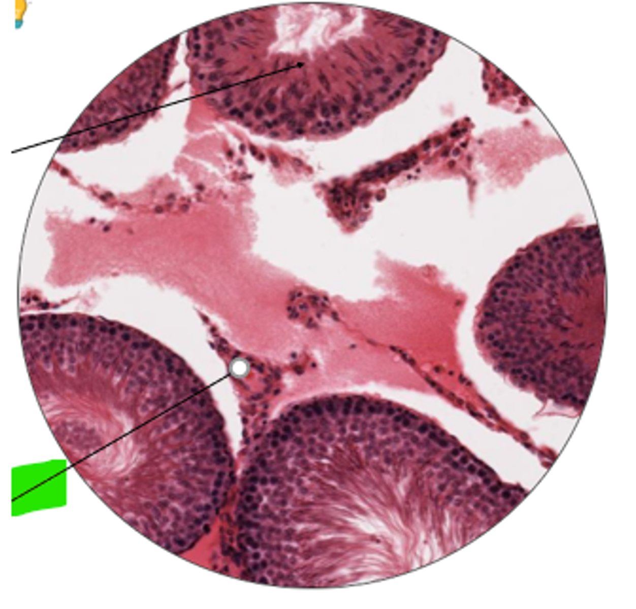 <p>name cell and organ</p>