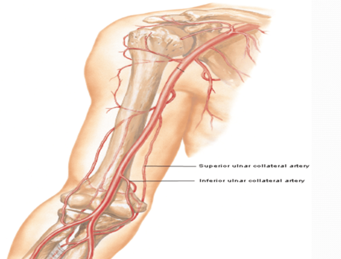 <p>-Course: descends in the arm towards the elbow anterior to medial epicondyle</p><p>-Supply: participates in arterial anastomose around elbow</p>