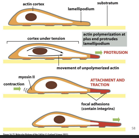 <p>Series of repetitive actions:</p><p>1) Cell protrudes in direction it wants to move (lamellipodium)</p><p>2) Cell protrusions attach to surface beneath</p><p>3) Bulk of cell is pulled forward towards surface contacts</p><p></p><p>Cell protrusion/forward pulling forces generated by actin polymerization.</p><p>Retraction forces in rear of cell is generated by Myosin II.</p>