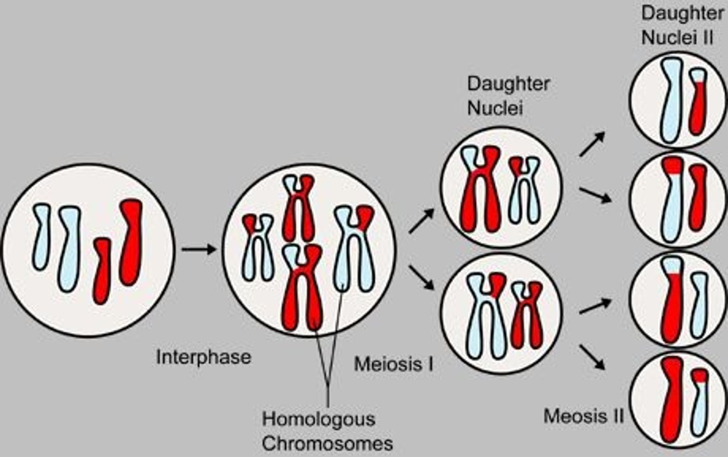 <p>a type of cell division that results in four daughter cells each with half the number of chromosomes of the parent cell, as in the production of gametes.</p>