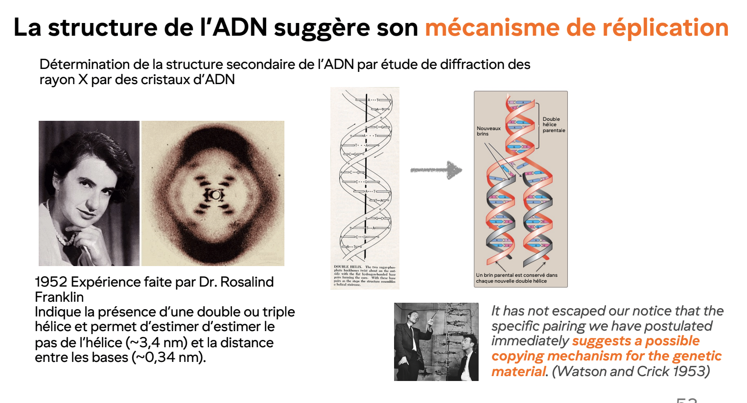 <ul><li><p>Cristallographie aux rayons X</p></li><li><p>Montre hélice + distance entre base</p></li><li><p>Sans elle, Watson et Crick n’auraient pas pu modéliser l’ADN</p></li></ul><p></p>