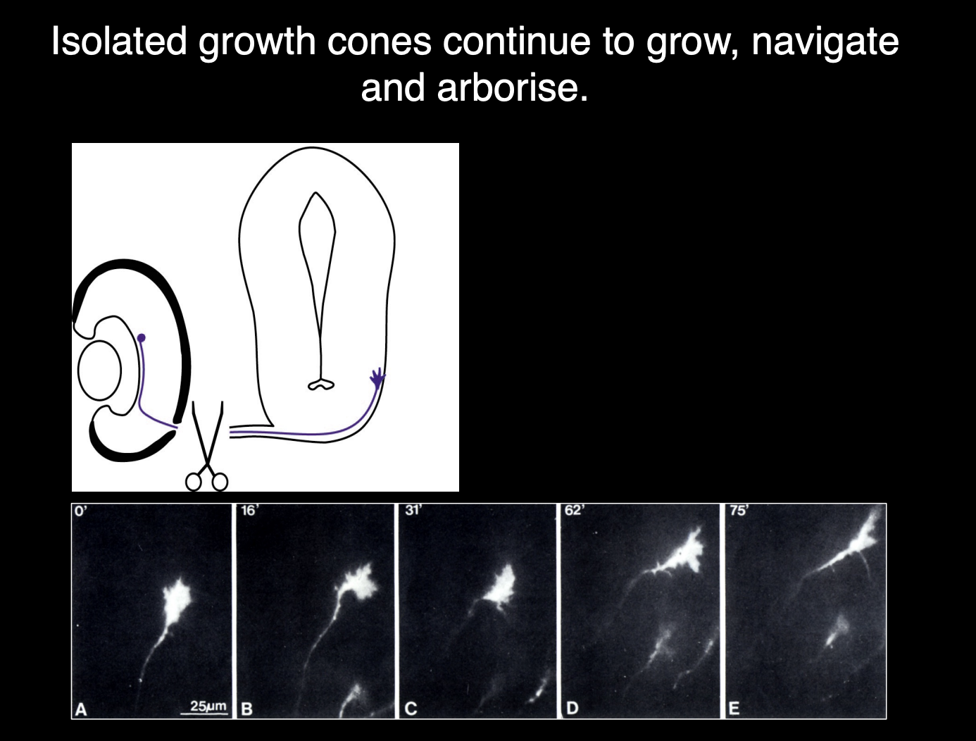 <p>Experiment</p><ul><li><p>retinal ganglion cells sent out axons (labeled with neural tracer <strong>HRP</strong>)</p></li><li><p>always tipped with a growth cone→ from the retina to the optic tectum</p></li><li><p>But then the axon was separated from the cell body</p></li></ul><p>Obersvation:</p><ul><li><p>Time lapsed→ growth cone <strong>still navigate</strong> for several hours</p><ul><li><p>along <strong>correct</strong> pathway into <strong>optic tectum</strong></p></li></ul></li><li><p>THEREFORE: shows growth cone has <strong>everything it needs</strong> for navigation</p></li></ul><p></p>