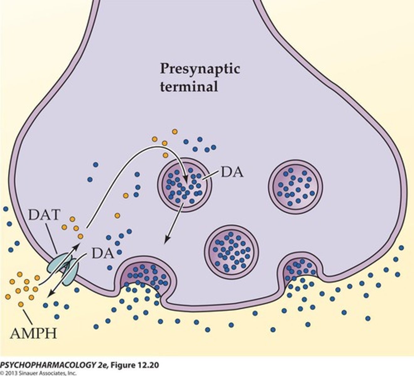 <p>Blocks dopamine reuptake, increasing its levels.</p>