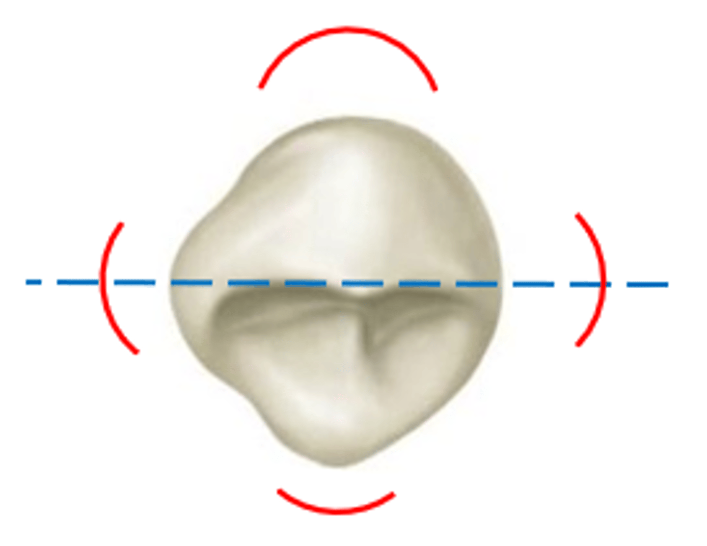 <p>convex</p><p>concave</p>