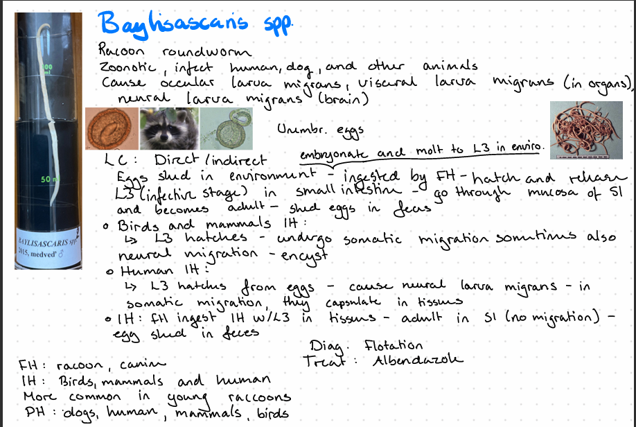 <p><strong>Baylisascaris spp. </strong></p><img src="https://knowt-user-attachments.s3.amazonaws.com/1030129d-9f41-404d-9218-5170241629a1.png" data-width="100%" data-align="center"><p></p>