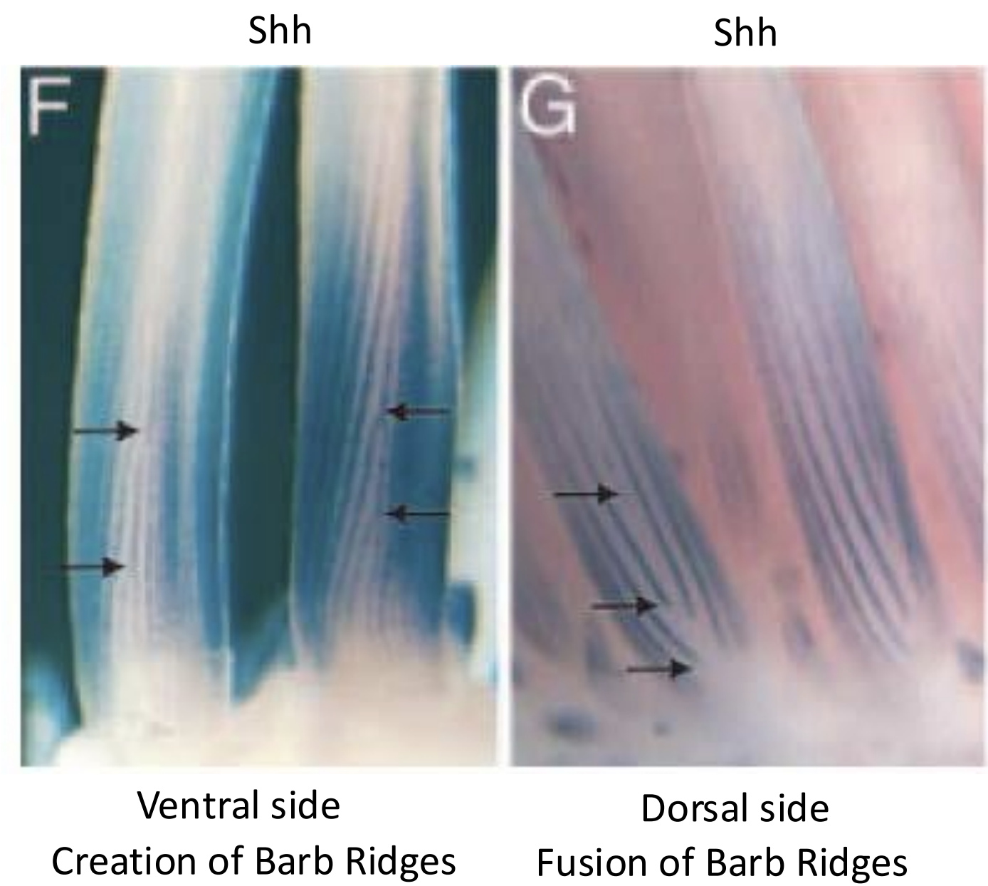 <p>ventral has a rachis (the central line where the barbs come from) while the dorsal has lines that don’t really connect (look like they’re floating) and have a more irregular pattern</p>