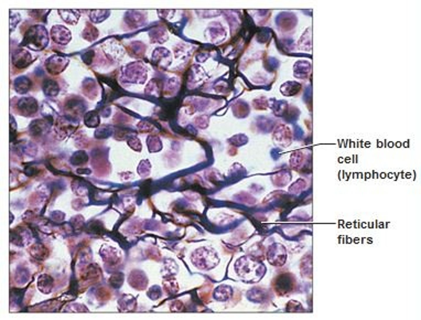 <p>network of reticular fibers in a typical loose ground substance; reticular cells lie on the network</p>