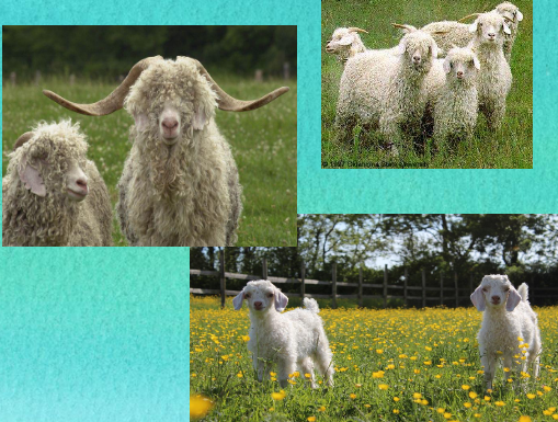 <p>what breed is this</p>