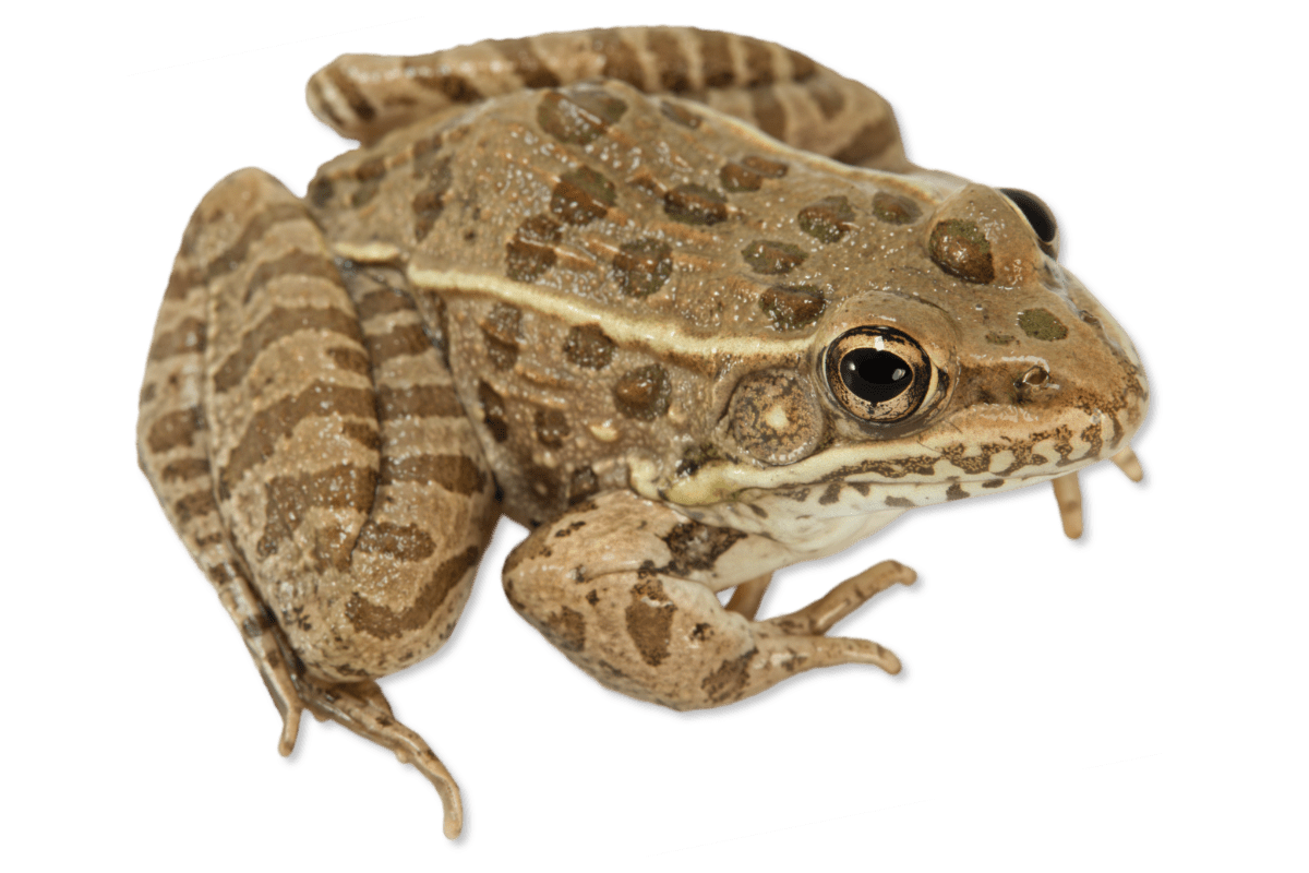 Plains Leopard Frog