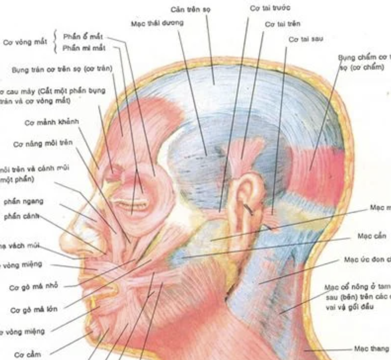 <p>Liệt kê các cơ ngoại lai của loa tai </p>