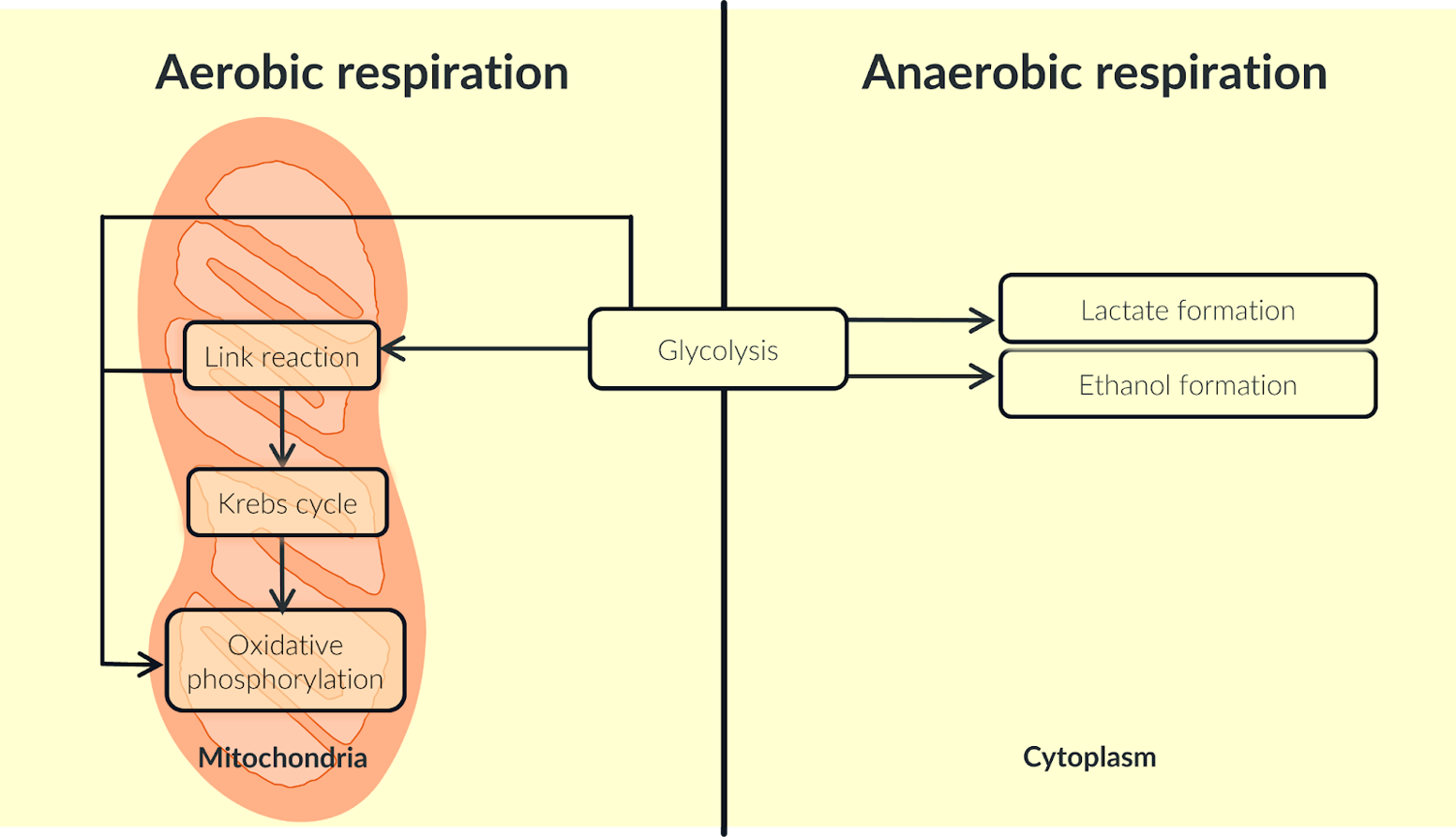 <p>Aerobic Respiration vs Anaerobic Respiration: </p><p>This article focuses on two differences: the location of the types of respiration and their ATP yield.</p><p></p>