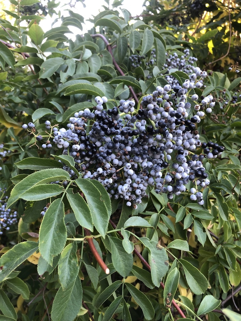 <p>Elderberry</p>