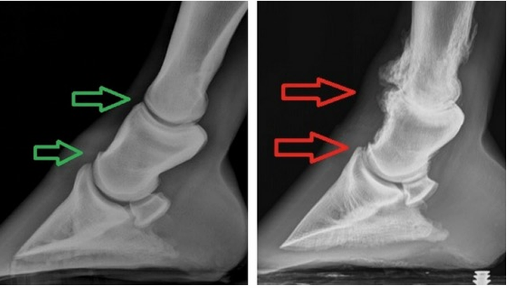 <ul><li><p>Periosteal bone deposition in the distal limb</p><ul><li><p>High ringbone: deposition at the pastern joint</p></li><li><p>Low ringbone: deposition at the coffin joint</p></li></ul></li></ul><p></p>