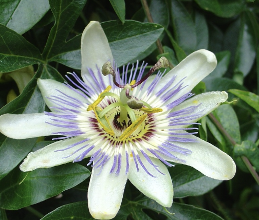 <p>Name This Flower</p>