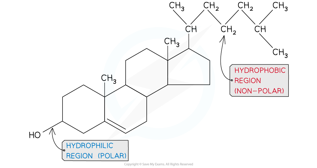 <ul><li><p>another type of lipid</p></li><li><p>has a hydrocarbon ring structure attached to a hydrocarbon tail</p></li><li><p>the ring structure has a polar hydroxl OH group attached to it</p></li></ul><p></p>