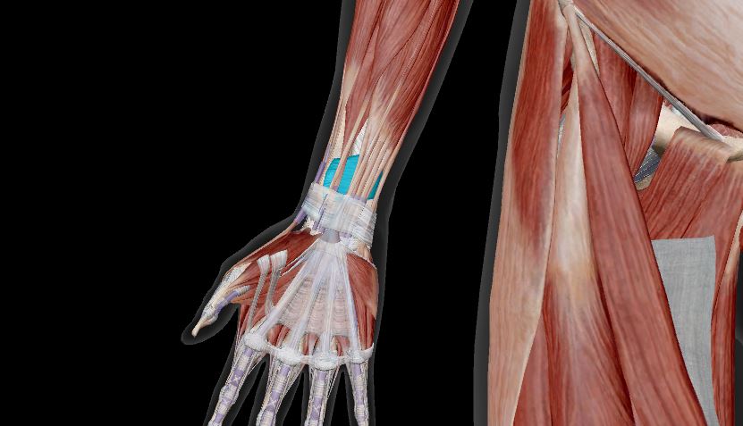 <p>Label the muscle</p>