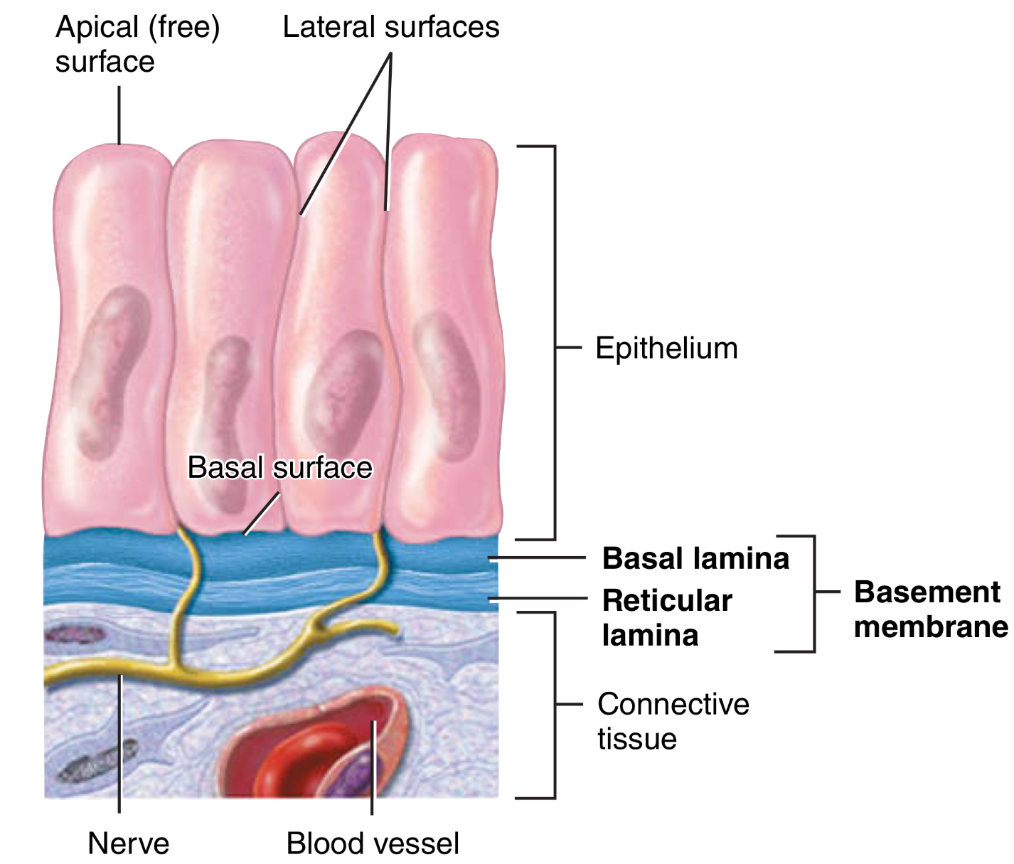 <p>What is the basal surface?</p><p>What does it adhere to?</p>