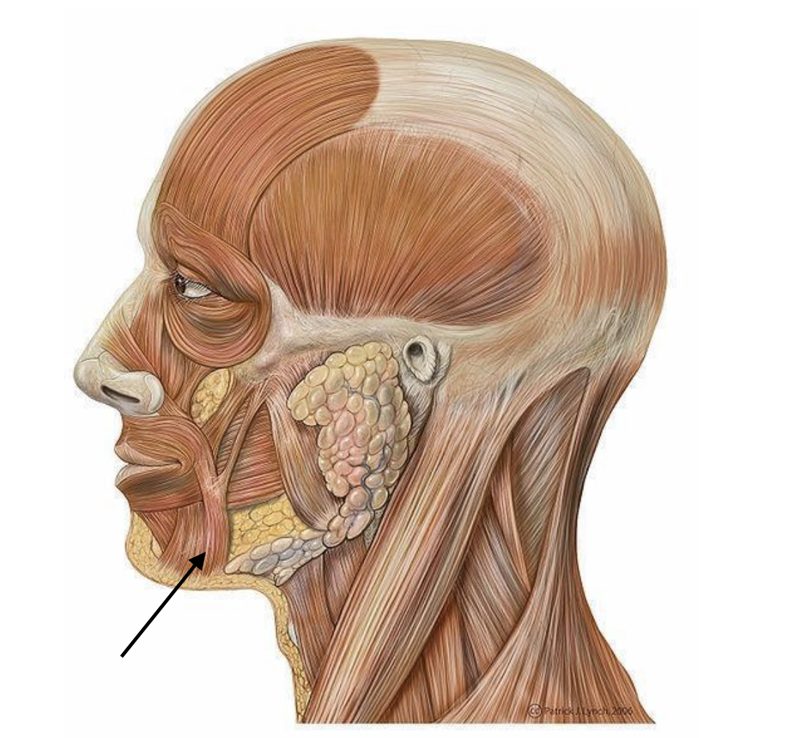 <p>Muscle that assists with frowning and facial expression</p>