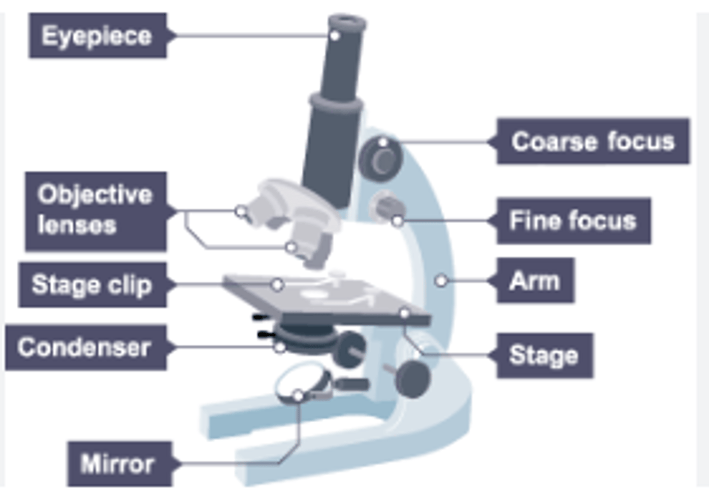 <p>the centre of the microscope has a stage where we place the m. scope slide - stage has clips to hold the slide in place</p><p>- below the stage there is a lamp - light from the lamp passes up through the microscope slide</p><p>- the lenses above the stage are objective lenses (usually have a magnification of 4x 10x or 40x) -</p><p>top of the microscope is the eyepiece where we look through - eyepiece contains the eyepiece lens which has a magnification of 10x -</p><p>then coarse focusing dial and fine focusing dial</p>