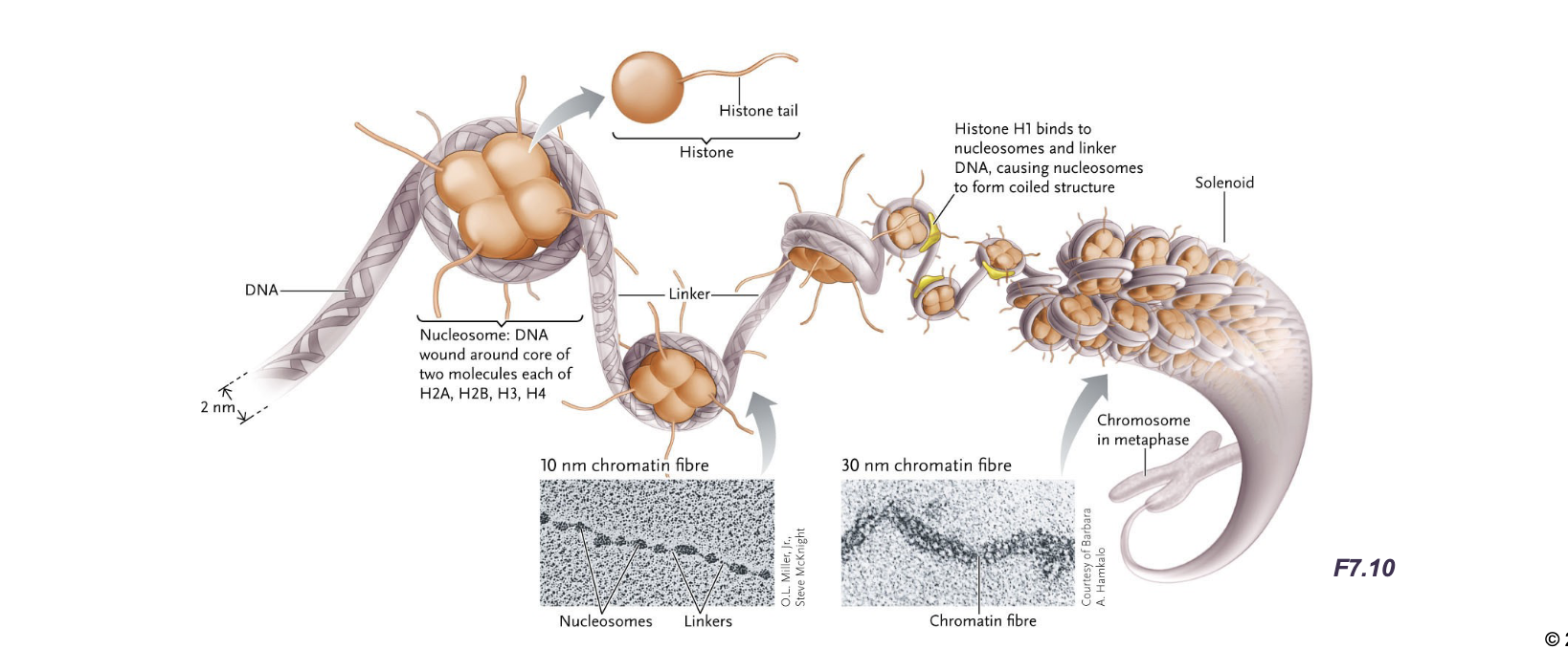 <p>The nucleosome is a HISTONE OCTAMER with about 147 base pairs of DNA wrapped around it</p>