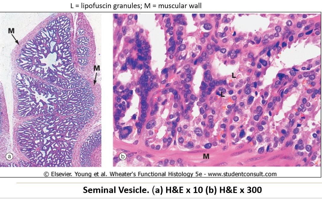 <ul><li><p class="">Lamina propria = <strong>can be very thin</strong></p></li><li><p class="">Muscularis = <strong>present but layers are ill defined</strong></p></li></ul><p></p>