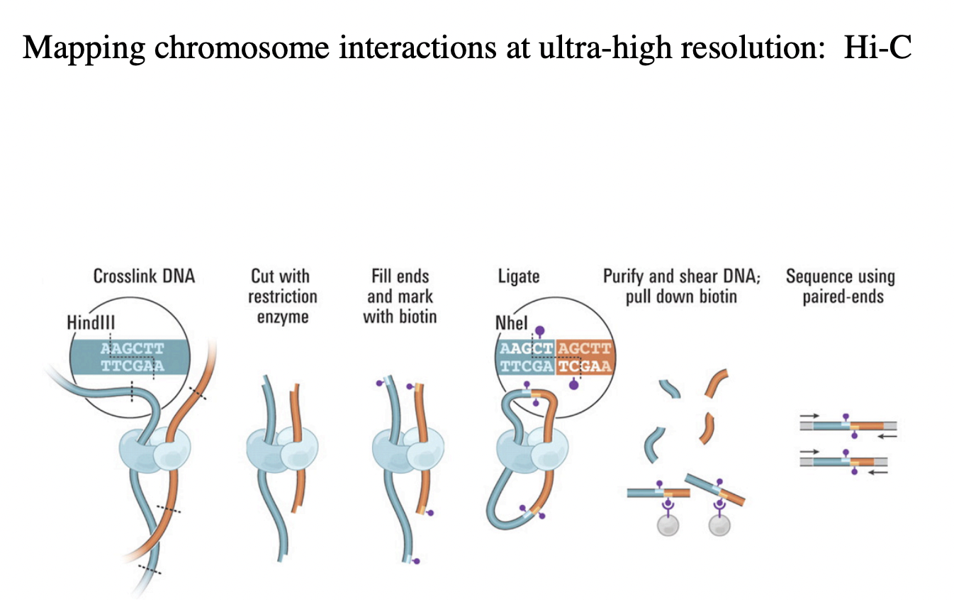 <ol><li><p>Cross link the DNA→ this will stick together anything that is close to eachother</p></li><li><p>Cut crosslink of DNA with restriction enzyme</p></li><li><p>sticky ends</p></li><li><p>fill with biotin mark</p></li><li><p>ligation of<strong> proximal DNA segments</strong></p></li><li><p>purify and shear DNA→ pull down biotin (around 100bp long)</p></li><li><p><strong>sequence</strong>&nbsp;of these junctions, using paired ends</p></li></ol><p></p><p><em>Bulk experiment: get a better understanding of the loops of DNA→ looking at ALL the different interactions and closeness of all chromosomes in the genome at once</em></p><p></p>