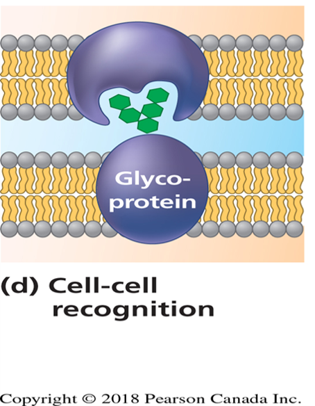 <p>Protein with carbohydrate chain attached</p>