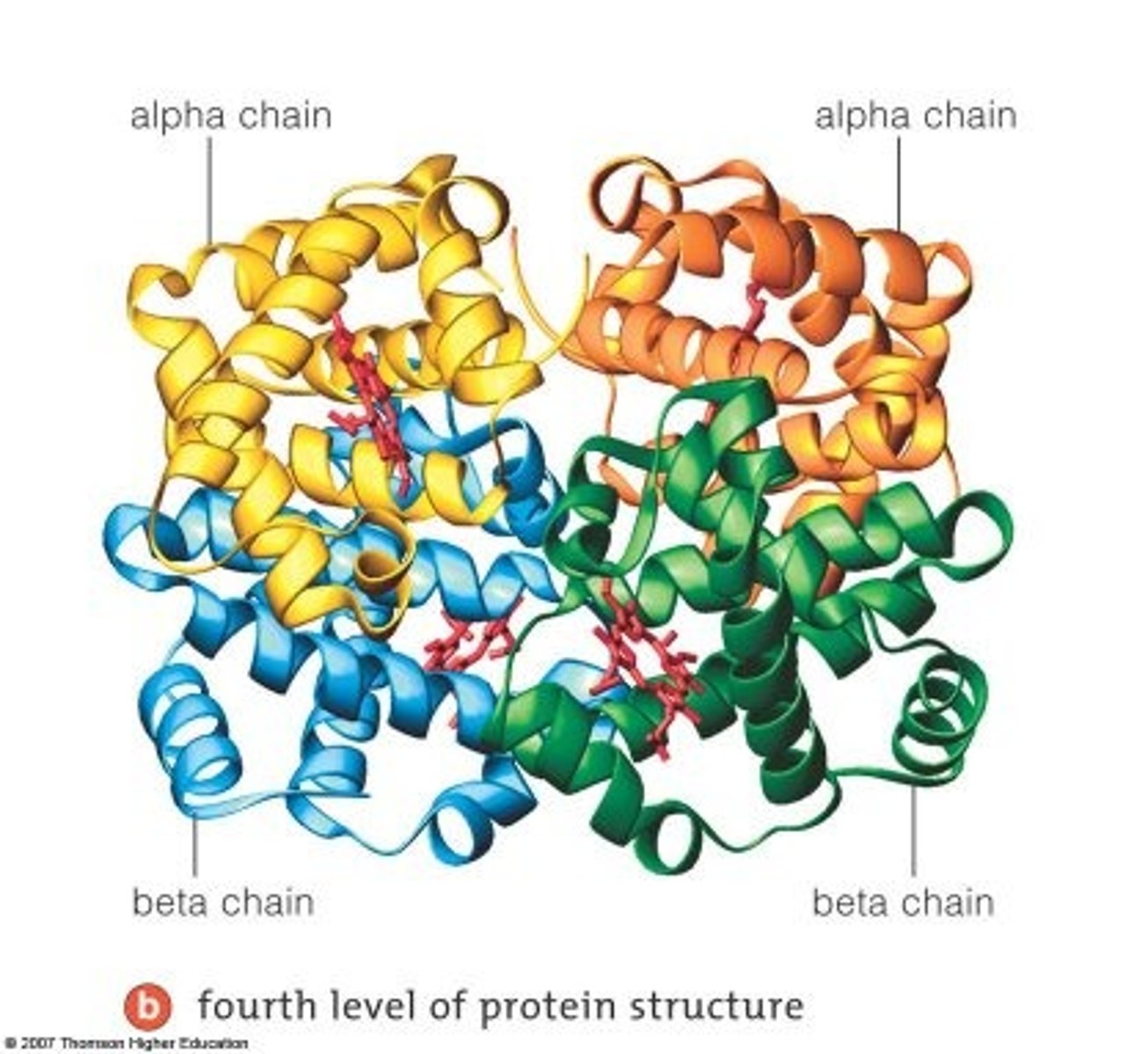 <p>Hemoglobin and keratin</p>