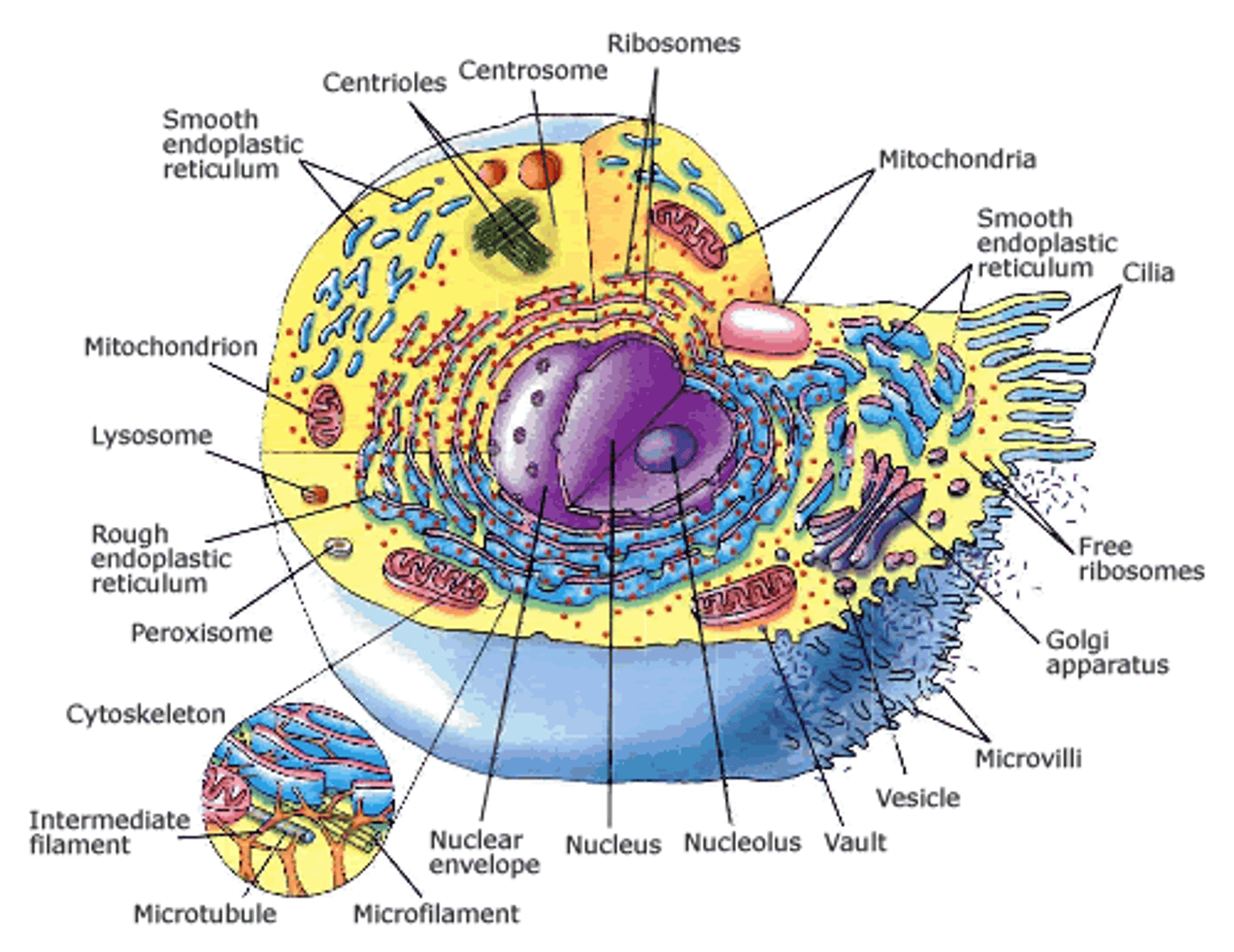<p>Larger more complex cells with nucleus and membrane bound organelles (Kingdoms: Plantae, Animalia, Fungi, &amp; Protista)</p>