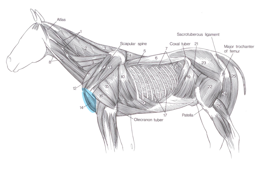 <p>Name of highlighted muscle?</p>