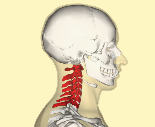 <ul><li><p>7 bones&nbsp;</p></li><li><p>C1 is the Atlas</p></li><li><p>C2 is the Axis</p></li><li><p>C3-C6 are typical cervical vertebrae</p></li><li><p>C7 is vertebra prominens</p></li></ul><p></p>
