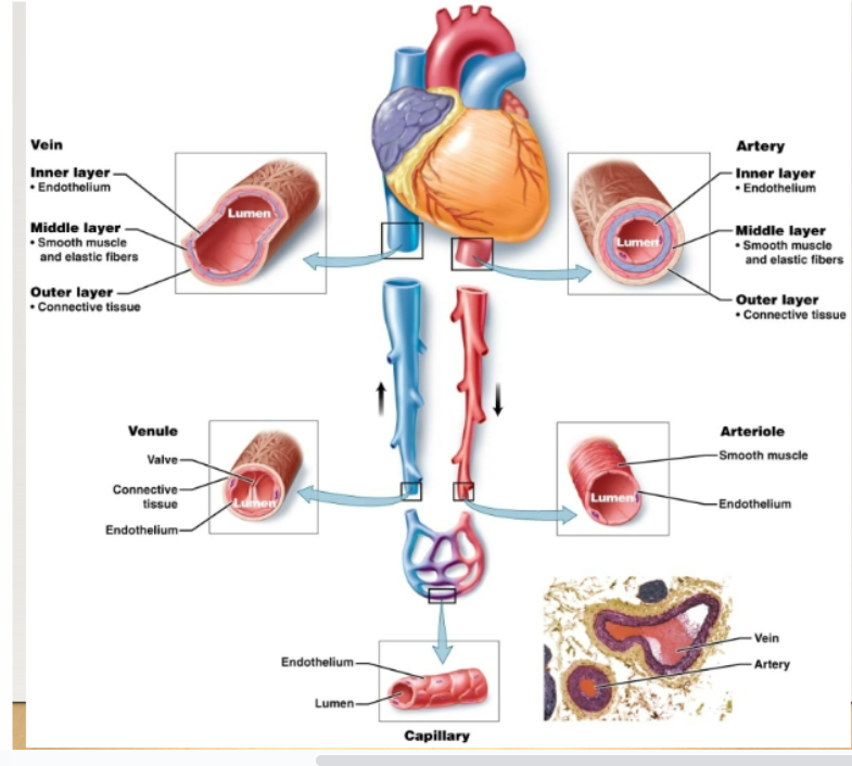 <p>Lumen: hollow interior which blood flowsEndothelium: inner layer lining consisting of simple squamous epitheliumEach type of blood vessel has traits that reflect its particular function</p>