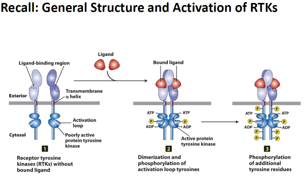 <p><strong>Inactive State</strong><br> <strong>RTKs</strong> exist without a <strong>bound ligand</strong><br> <strong>ATP</strong> is present but the kinase is <strong>inactive</strong></p><p><strong>Activation Step 1: Dimerization</strong><br> <strong>Ligand binding</strong> induces <strong>dimerization</strong> of RTKs<br> Phosphorylation of <strong>activation loop tyrosines</strong> occurs<br> <strong>ATP → ADP</strong>, transferring phosphate groups (<strong>P</strong>)</p><p><strong>Activation Step 2: Tyrosine Phosphorylation</strong><br> <strong>Additional tyrosine residues</strong> in the receptor are phosphorylated<br> Creates <strong>docking sites</strong> for downstream <strong>signal transduction proteins</strong></p><p><strong>Key Concept</strong><br> Activated <strong>RTKs</strong> initiate <strong>intracellular signaling pathways</strong> that regulate <strong>cell growth, survival, and differentiation</strong></p>