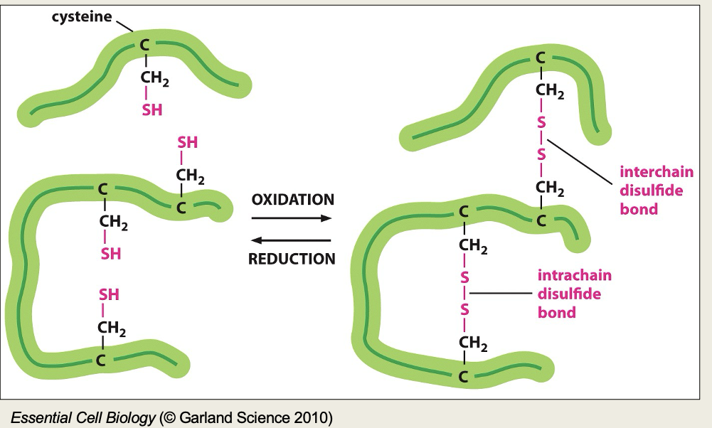 <ul><li><p>Tertiary structure can be stabilised with covalent cross linkages. The most common is a disulfide bond between cysteines that are next to each other in the folded structure. They are formed by an enzyme in the endoplasmic reticulum.</p></li><li><p>They give strength but do not alter the shape.</p></li><li><p>Typically present in excreted proteins</p></li><li><p>Di-sulphide bonds are covalent bonds often seen in extracellular proteins e.g in saliva, they don’t often occur in cytosolic proteins due to reducing agents in the cytosol.</p></li><li><p>Needed where proteins may face pH changes.</p></li><li><p>Performed by enzymes in the endoplasmic reticulum - protein disulphide isomerase family (PDI).</p></li></ul><p></p><p></p>