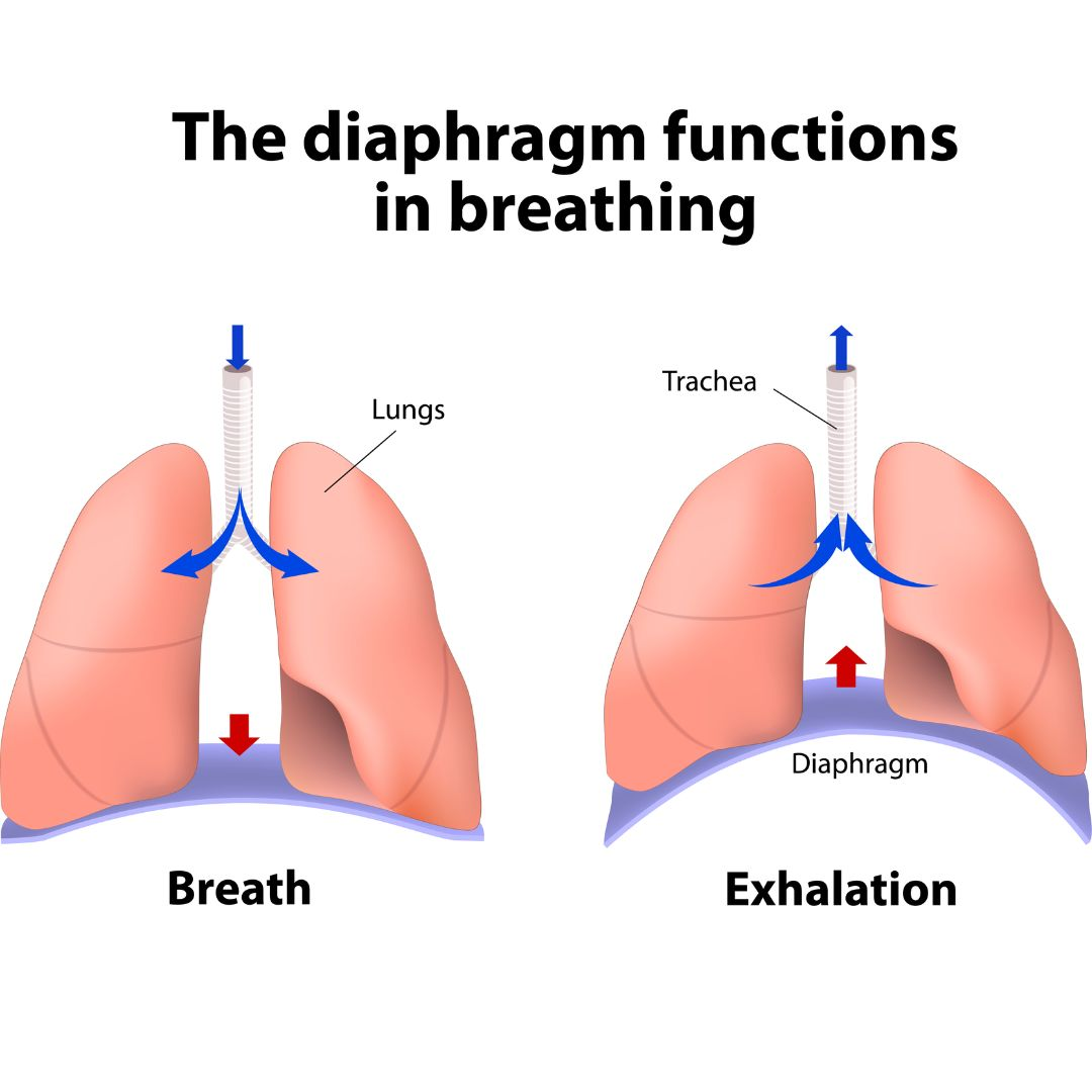 <p>What is a consequence of reduced breath support in MND?</p>