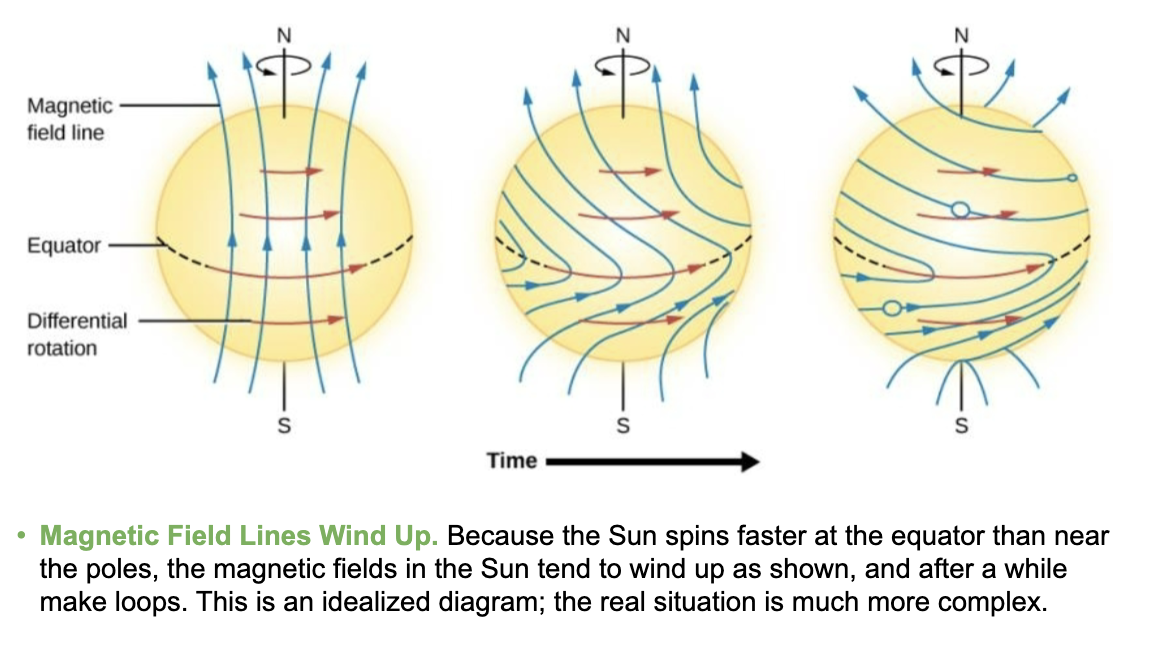 <p>The sun spins <strong>faster at the equator</strong> than near its poles. As such, the magnetic fields of the sun “wind up,” causing loops that create sun spots.</p><p>This irregular spinning is called <strong>differential rotation.</strong></p>