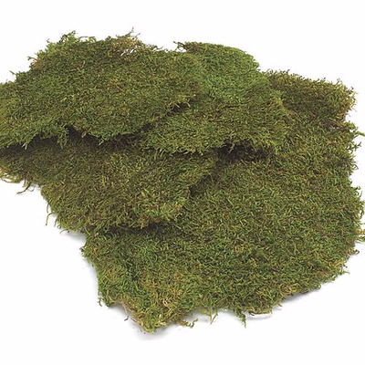 <p>sheet moss</p>