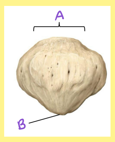 <p><u>Name the following</u>:</p><ul><li><p>Bone?</p></li><li><p>Side?</p></li><li><p>View?</p></li><li><p>B?</p></li></ul><p></p>