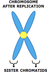 <p>Paired chromatids formed when chromosomes replicate. Connected by a region in center called centromere</p>